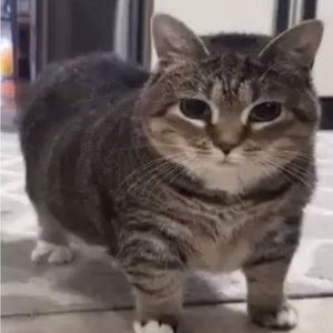 Meet your Posher, Damien